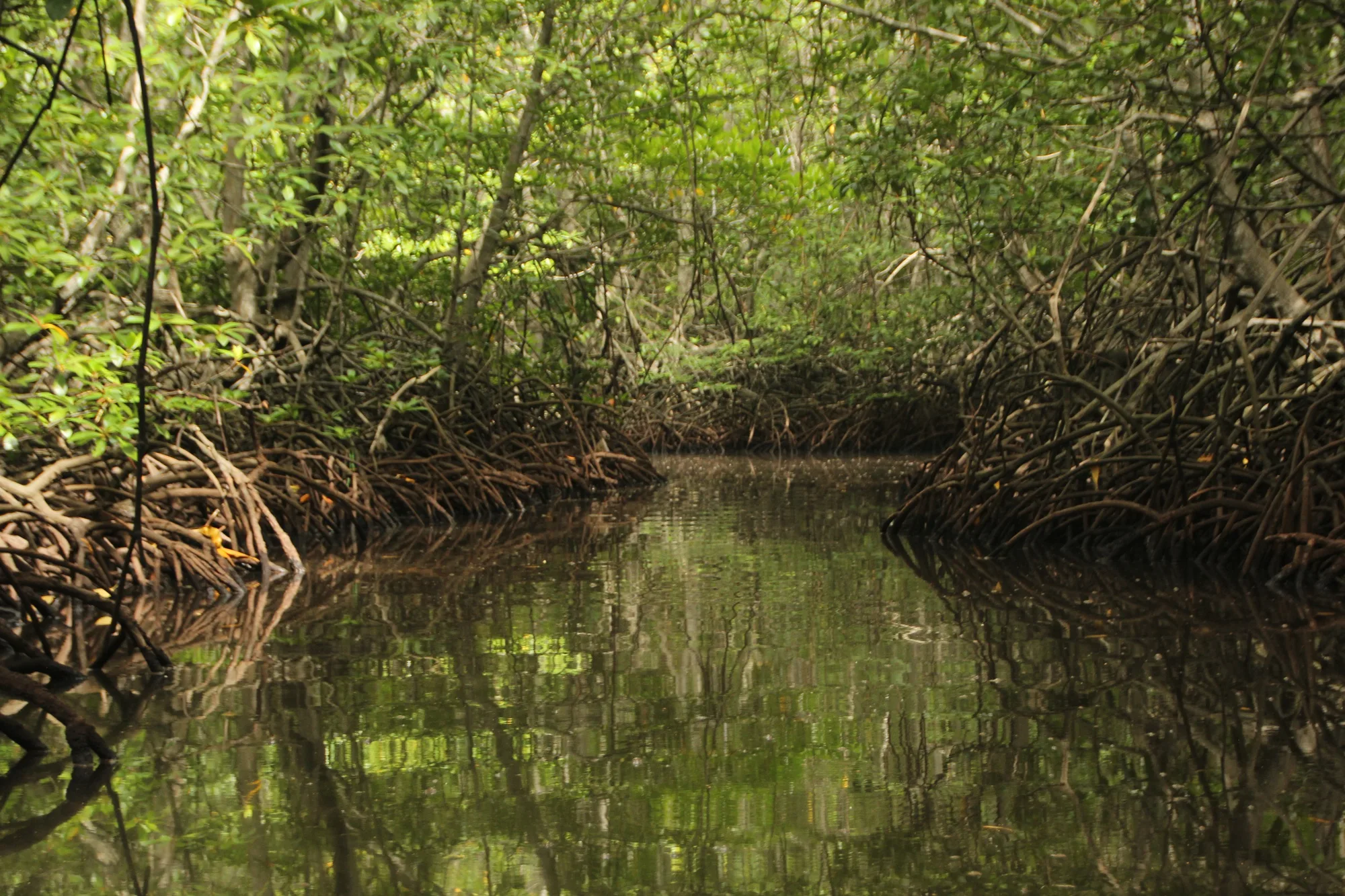 Kilim Karst Geoforest Park