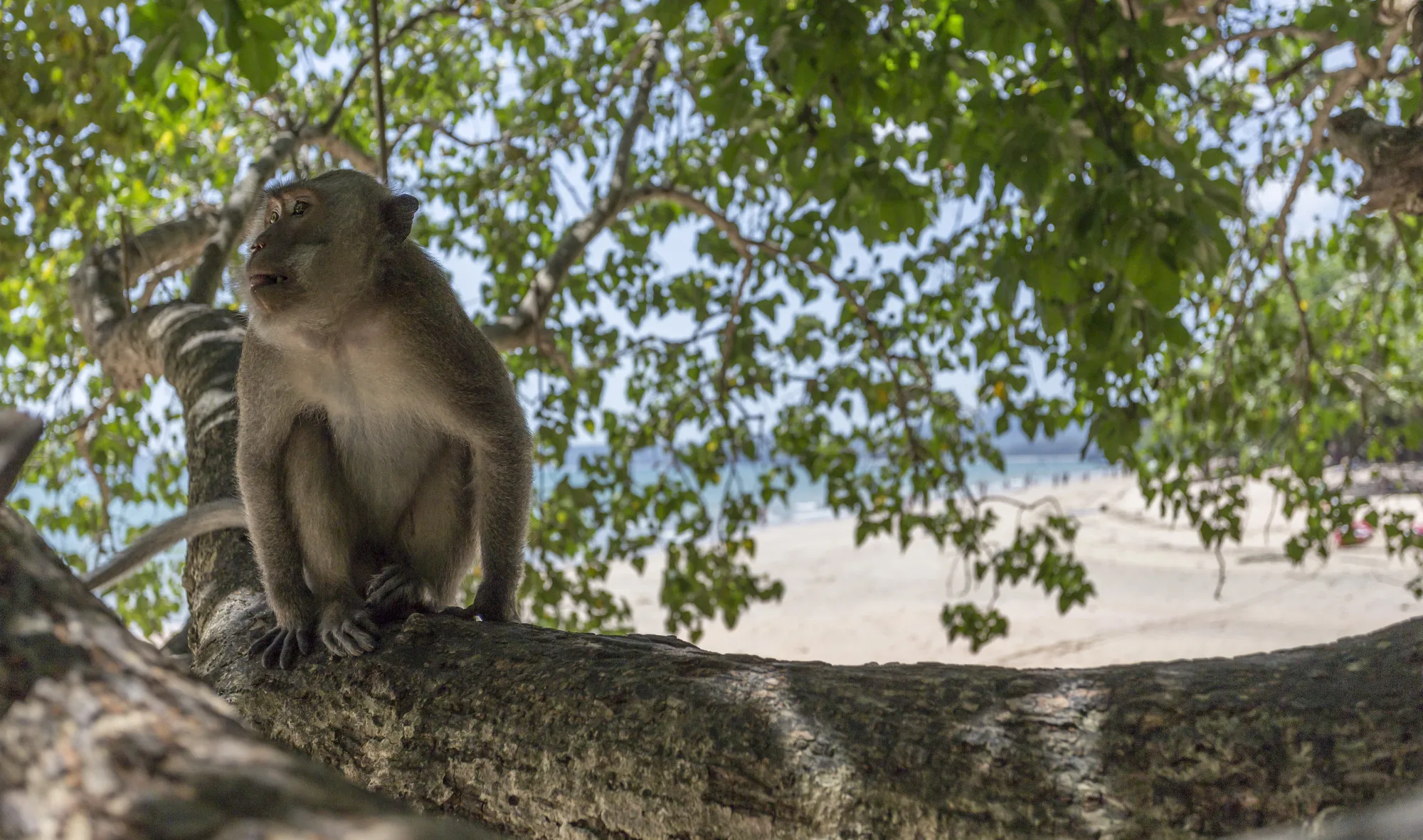 Monkey Bay