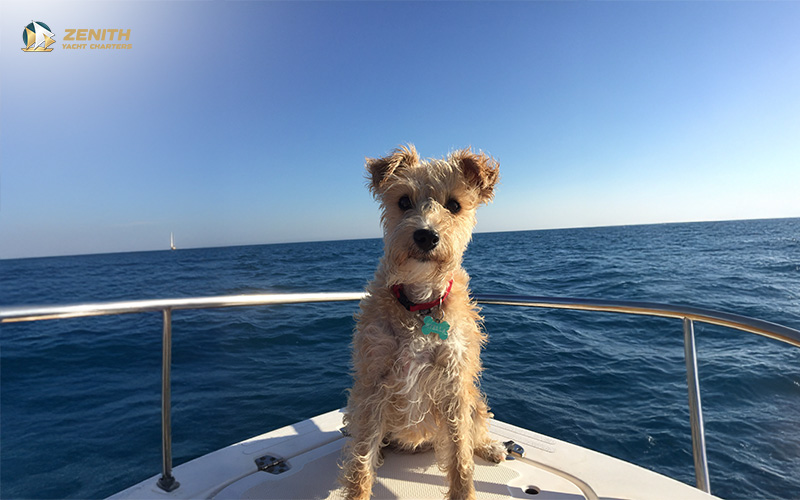 Small-curly-haired-dog-wearing-red-collar-with-blue-tag-standing-on-boat-bow-in-calm-ocean-sailboat-in-dis