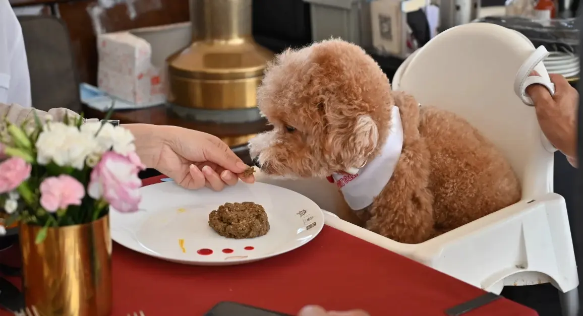 pet-cruise-2-resized (1)